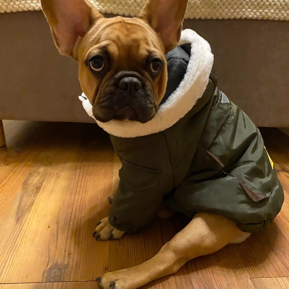 Dog Winter Hoodie Jacket - Picture 5 of 14